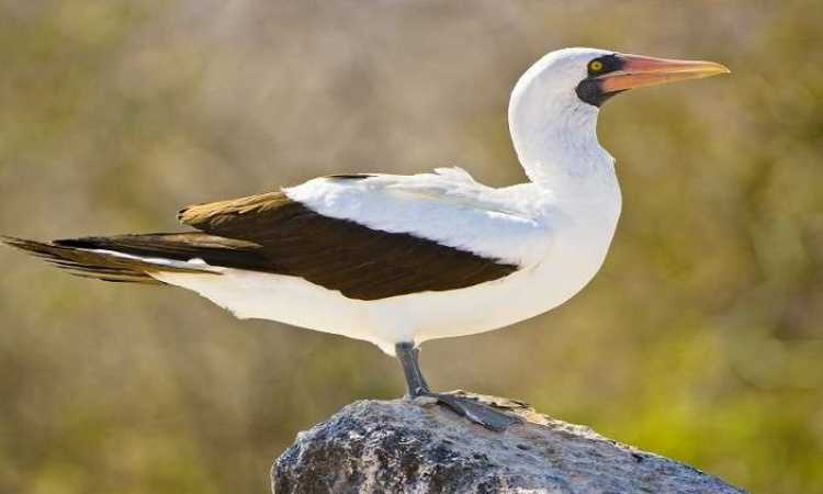 الطائر نيجل 