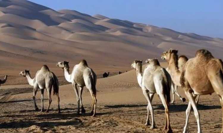الإبل فى السعودية