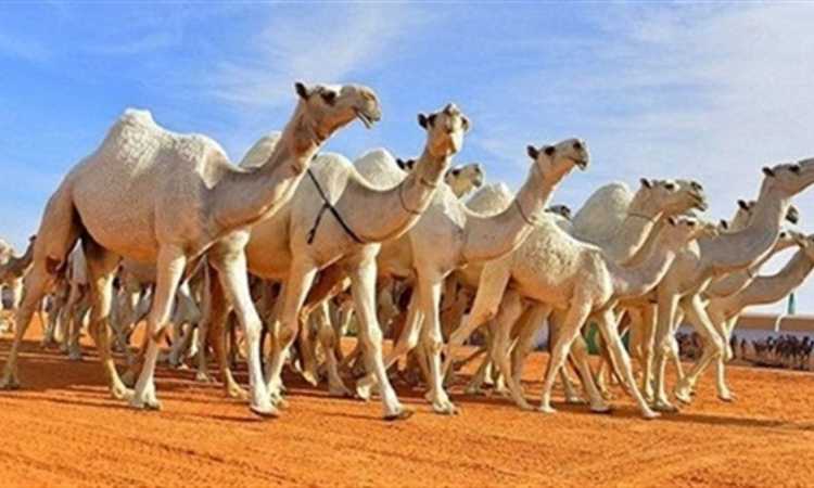 جمال 