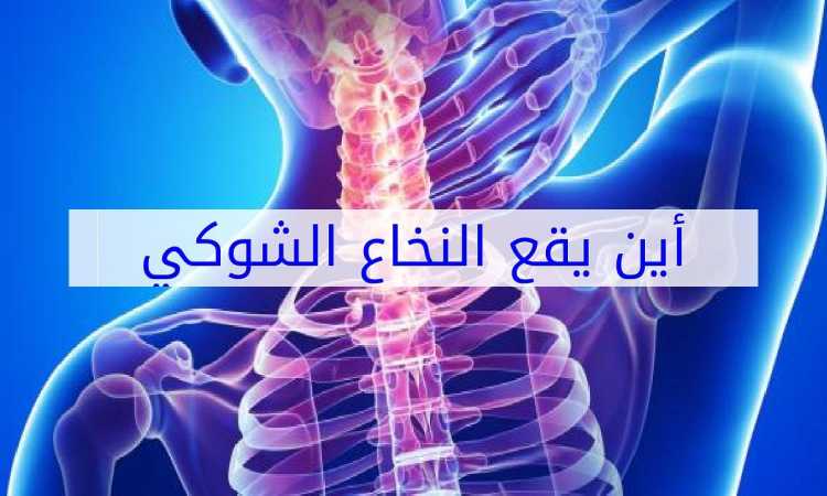النخاع الشوكى