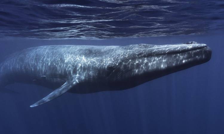 الحيتان أكبر شهية الحيتان