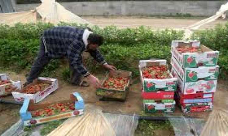 الفراولة - صورة أرشيفية