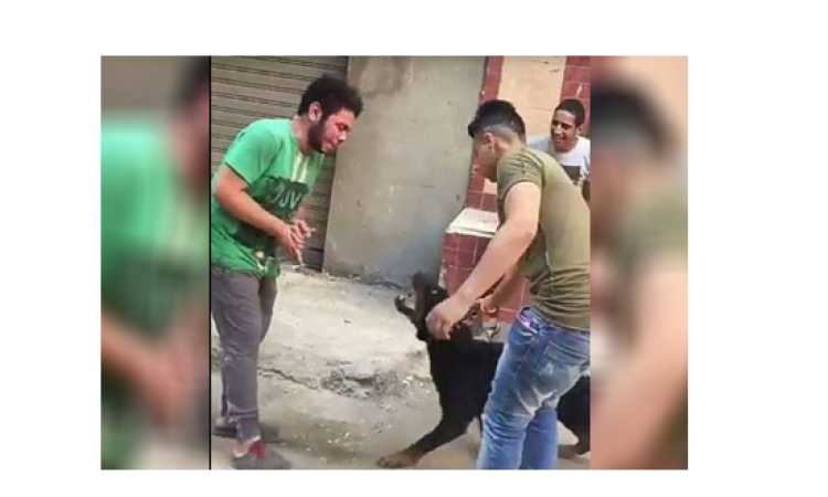 كلب سيد سيكا