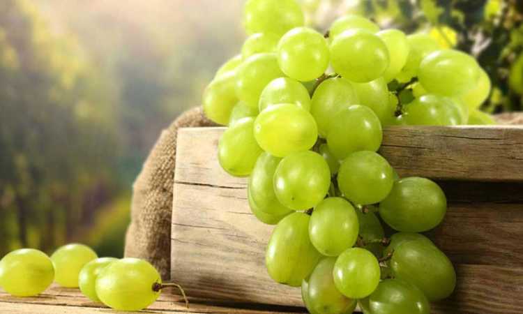 العنب