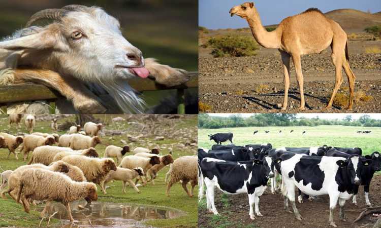 الأضحية - أرشيفية