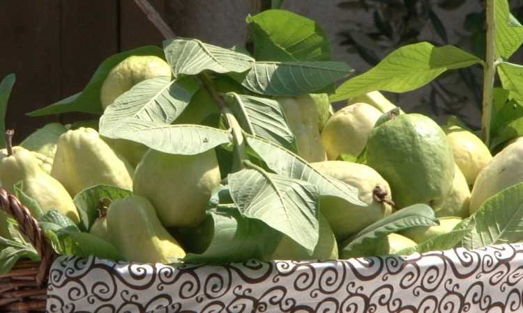 الجوافة - أرشيفية
