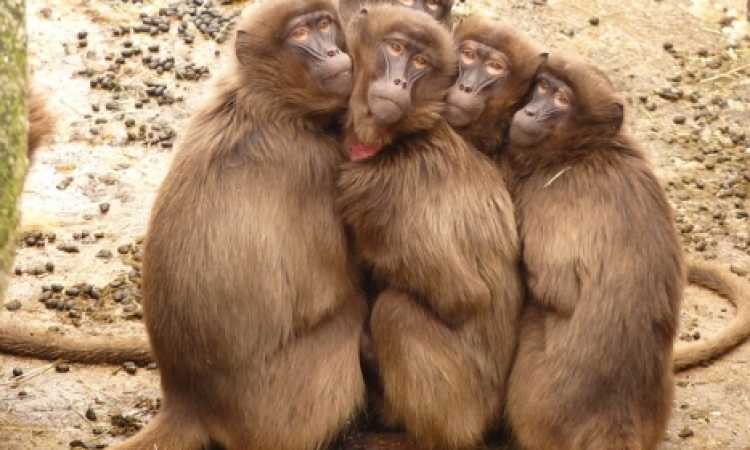 قردة البابون