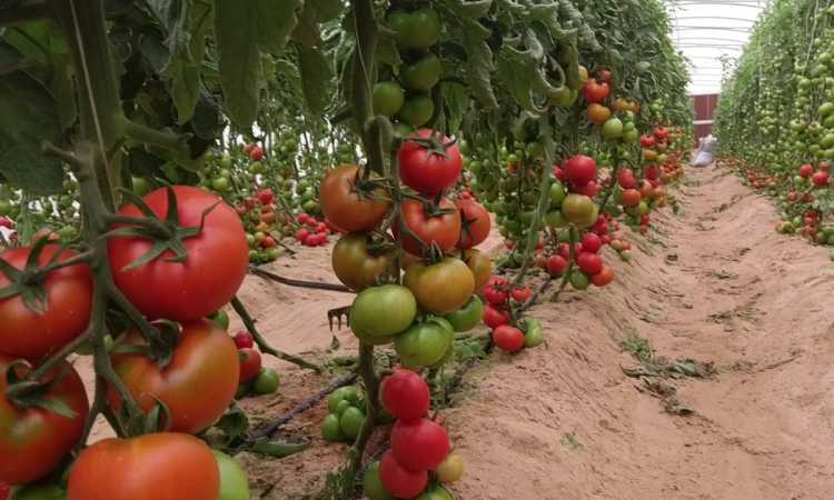 محصول الطماطم