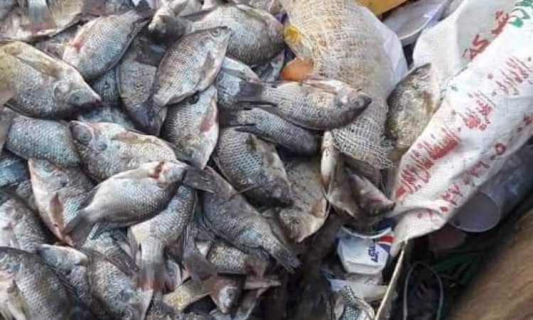 ضبط كميات من اللحوم والأسماك الفاسدة