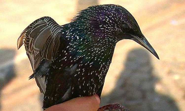 طائر الزرزور
