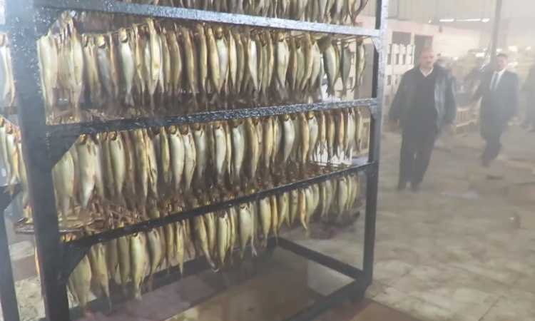 الأسماك المضبوطة