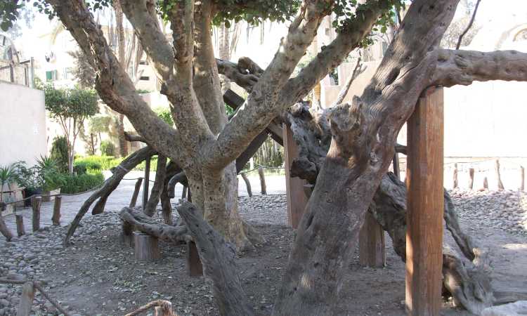 شجرة مريم بالمطرية