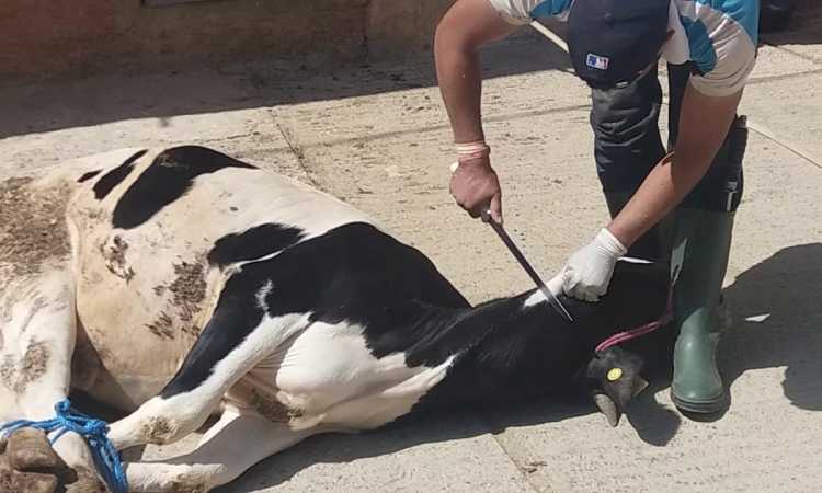 ذبح الأضحية فى الشارع