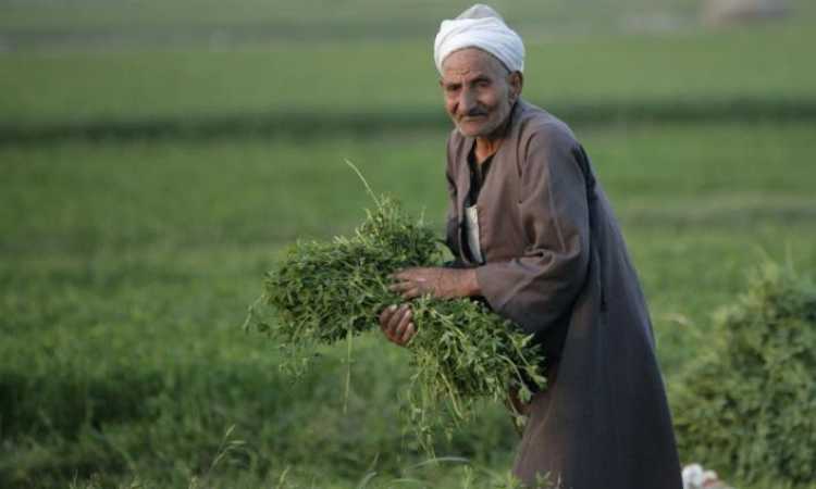الفلاح المصري