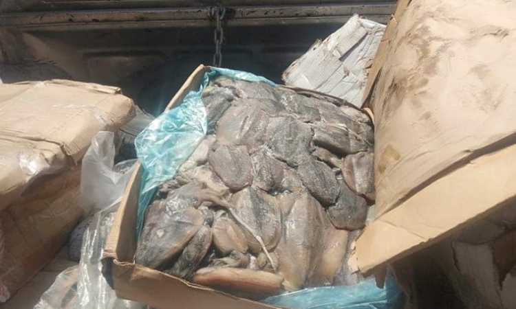 ضبط أسماك فاسدة بالإسكندرية