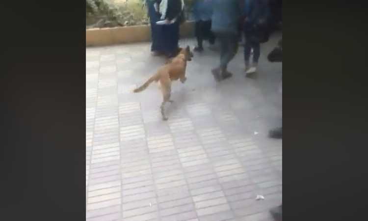 مشاجرة طالبات