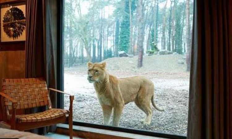 فندق Lion Lodge