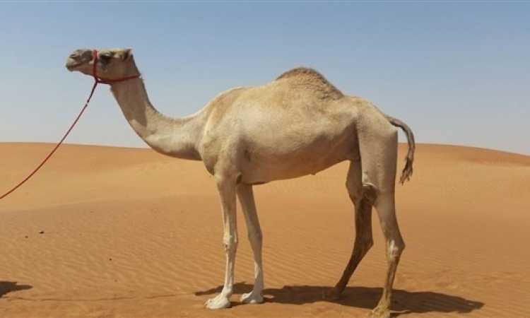 ناقة