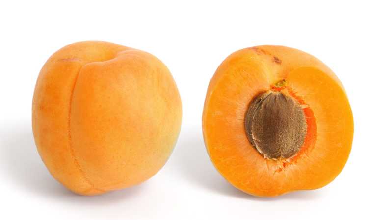 المشمش