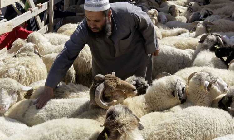 الأضاحى
