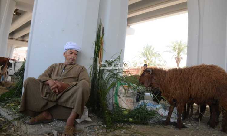 الأضاحى - أرشيفية