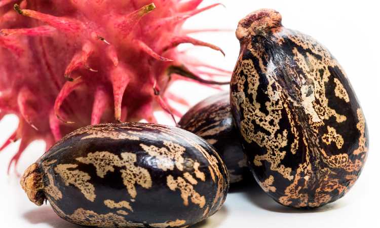 مادة الريسين السامة