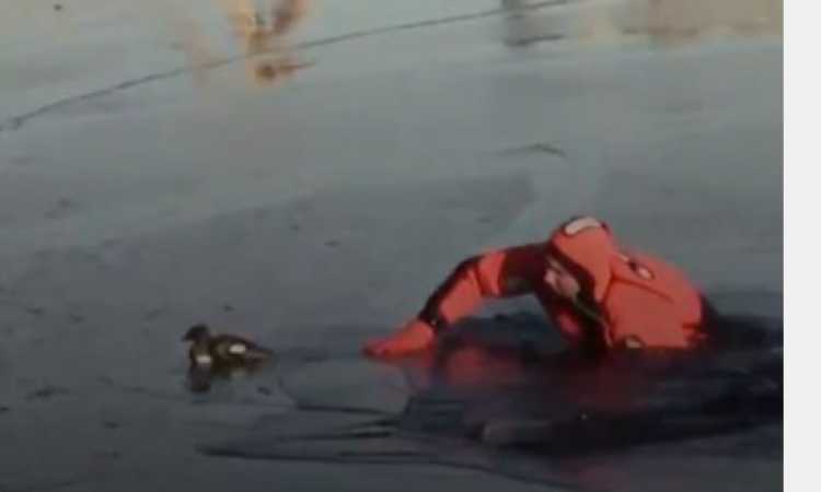 إنقاذ بطة عالقة فى روسيا