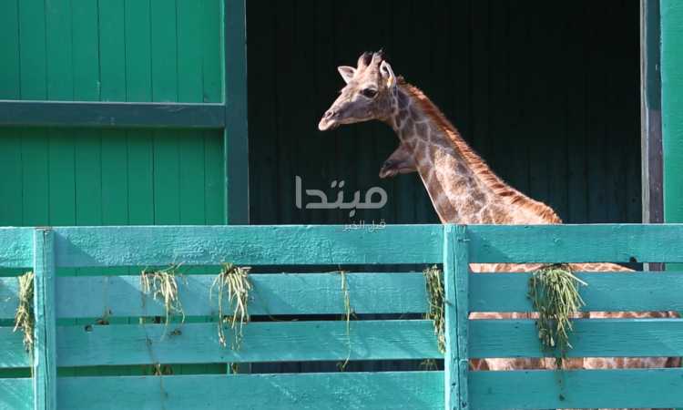 الزرافات الجديدة فى حديقة الحيوان