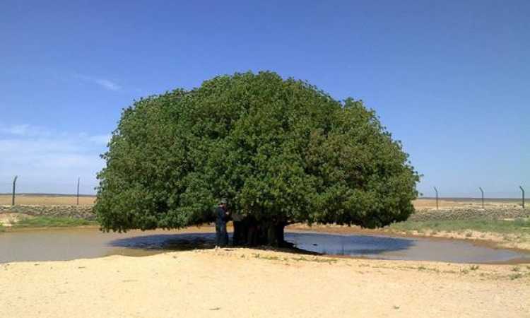 شجرة ـ أرشيفية