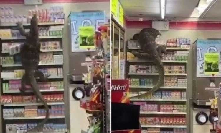 سحلية