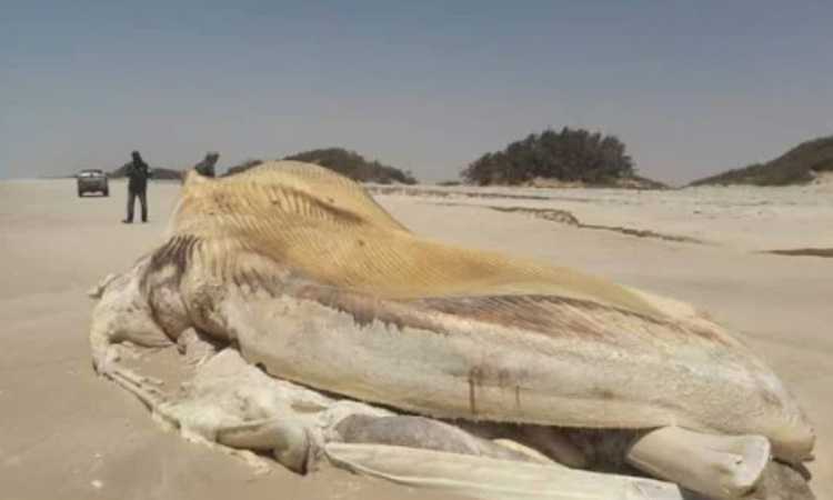 حوت نافق