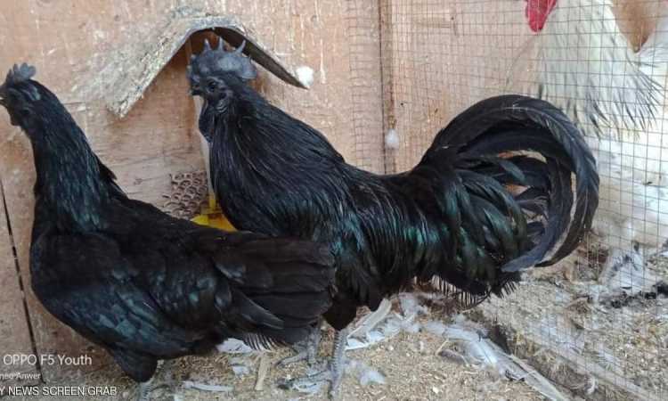 لامبورجينى وفينيكيس.. تعرف على الدجاج النادر فى مصر