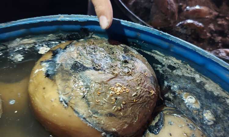 المضبوطات