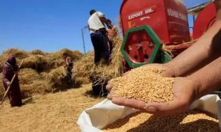 توريد القمح