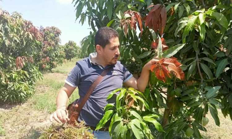 القنطرة غرب