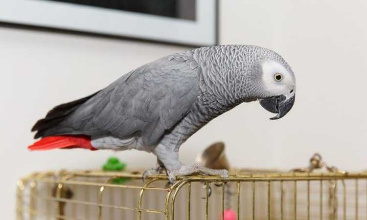 ببغاء