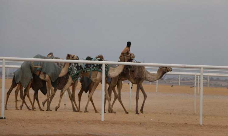 سباقات الهجن