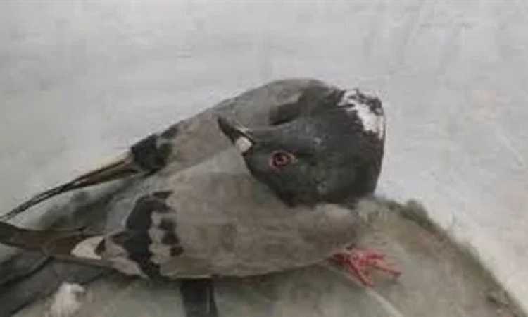 الحمام