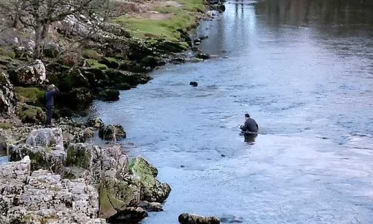 خروف فى نهر بارد