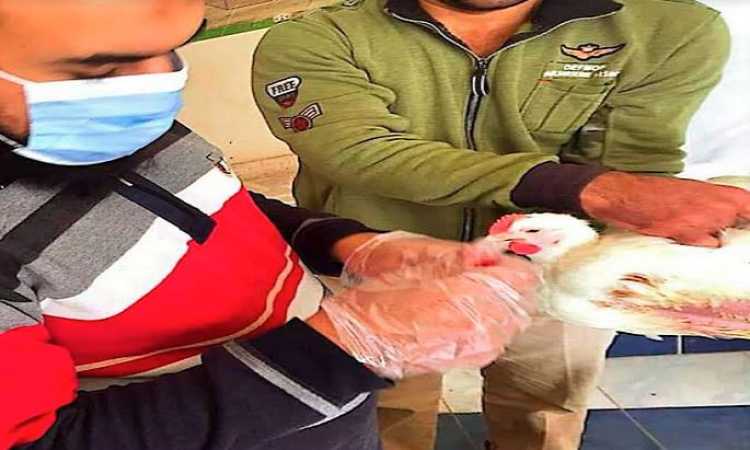 تحصين 20 ألفا و170 طائرا