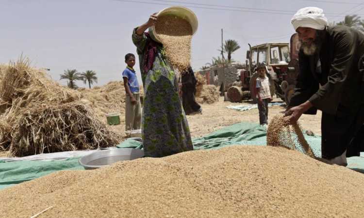 توريد القمح