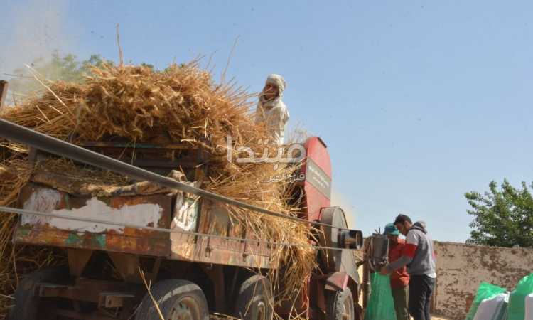 حصاد القمح فى المنوفية