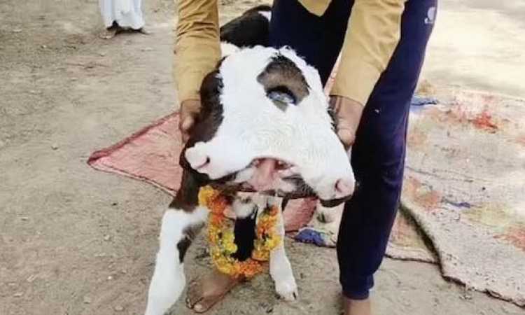 عجل برأسين