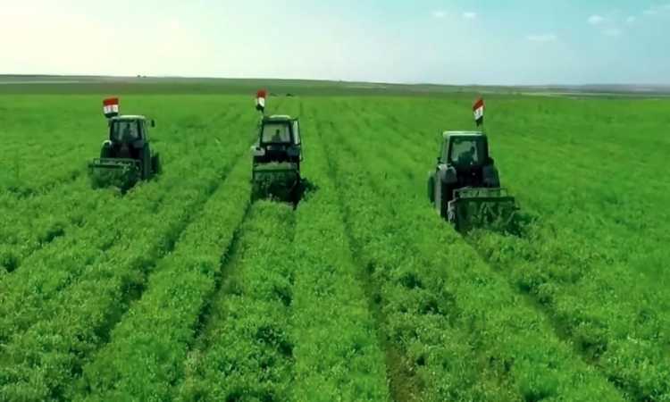 شرق العوينات