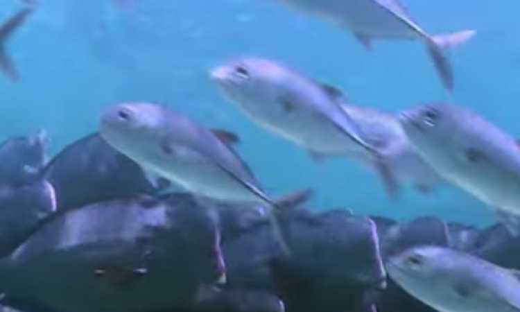 الأسماك