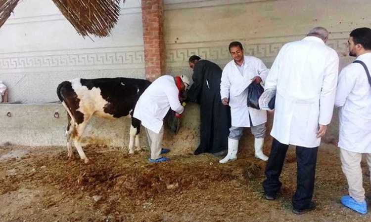 التحصين ضد الحمى القلاعية