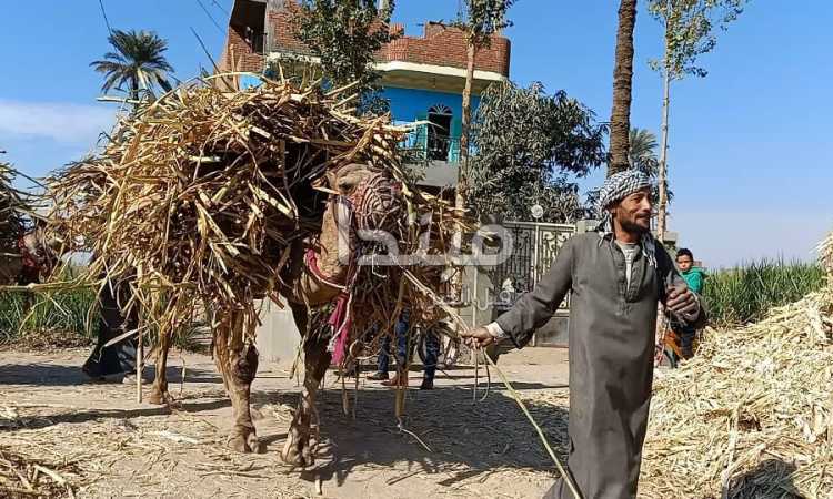 حمّالة القصب في قنا