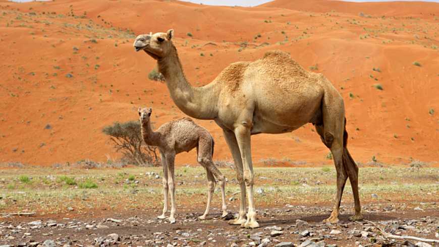 توفير بيئة آمنة ودافئة وجافة