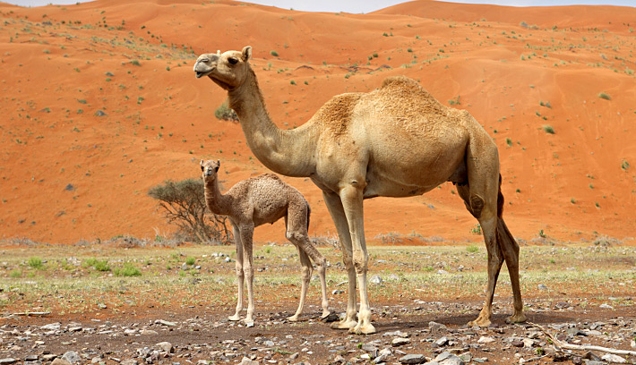 الجمل