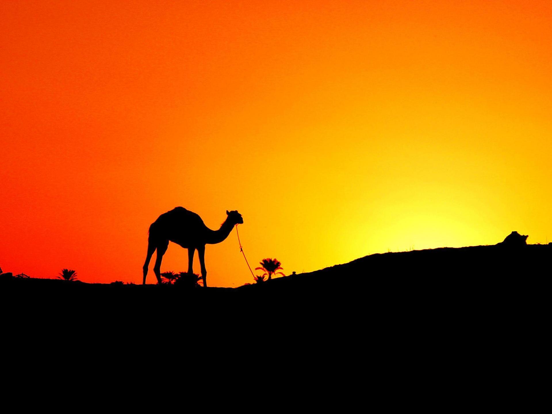 الهجرة النبوية المشرفة - صورة تعبيرية
